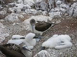 Galapagos 2-1-10 North Seymour Blue-footed Booby Family Here is a blue-footed booby family with two babies.